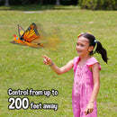 Zing Go Go Butterfly